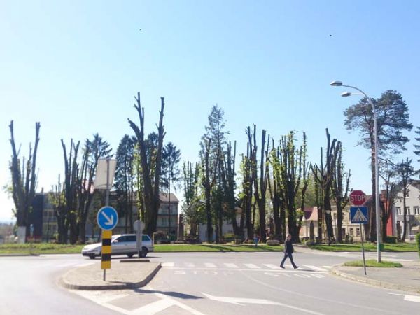 OBNOVA PARKA   Sanirano opasno drveće, slijedi sadnja novoga