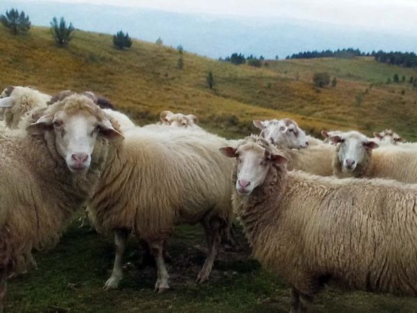 Zbog pojave kuge u ovaca na području Daruvara važno je provoditi privremene i preventivne mjere